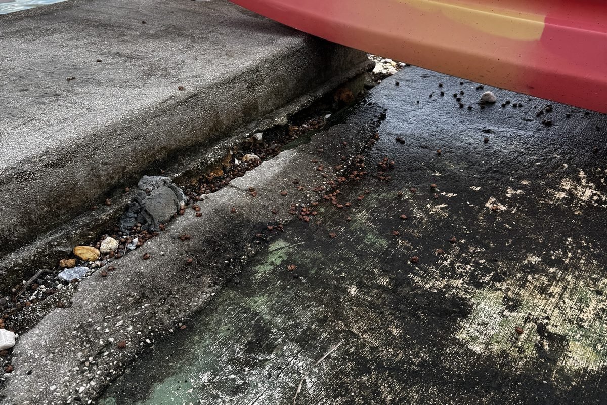 5 Seawall Repair Milestones Your Engineer Must Witness