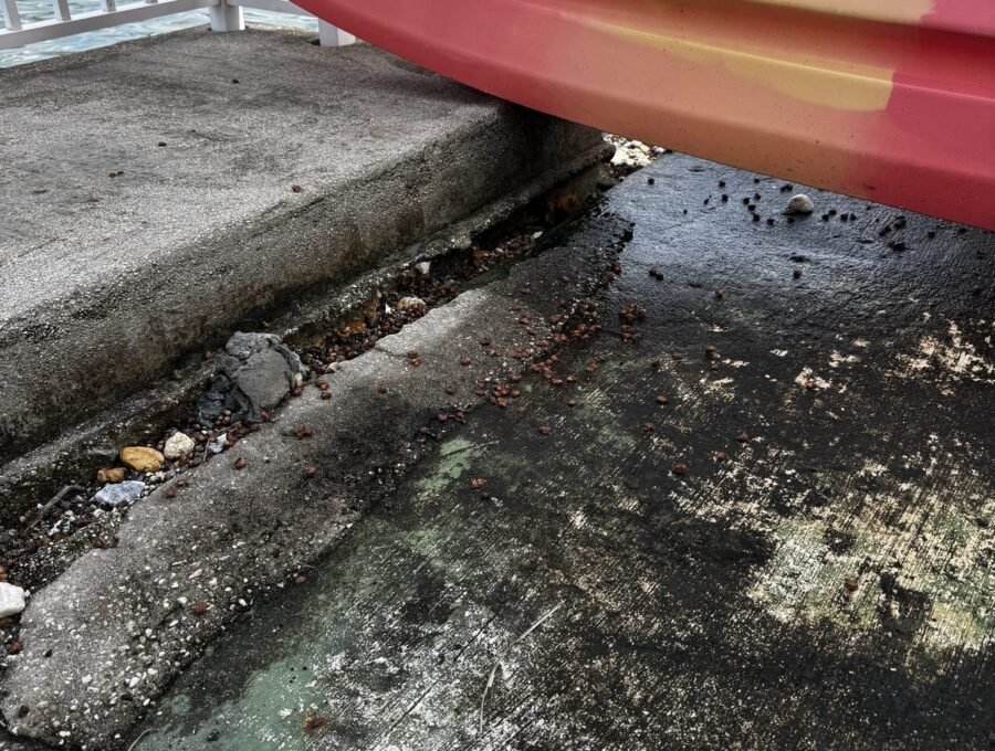 5 Seawall Repair Milestones Your Engineer Must Witness
